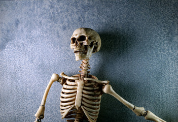 close Up Human Skeleton