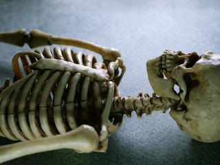 close Up Human Skeleton