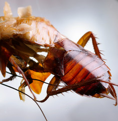 Cockroach Close up