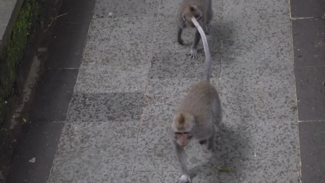 Family of long-tailed macaques (Macaca fascicularis) in Sacred Monkey Forest getting away from the rain, Ubud, Indonesia