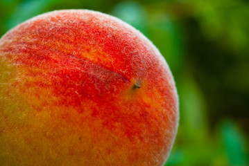 ripe peach fruits hanging on branch
