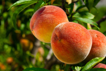 ripe peach fruits hanging on branch