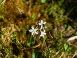 White flowers in the highland tundra