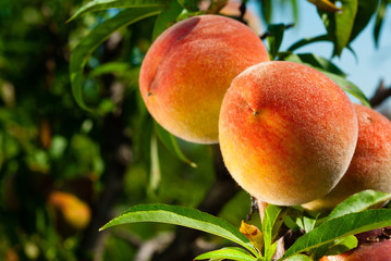 ripe peach fruits hanging on branch