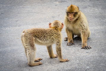 Naklejka premium close of view of the gibraltar monkeys