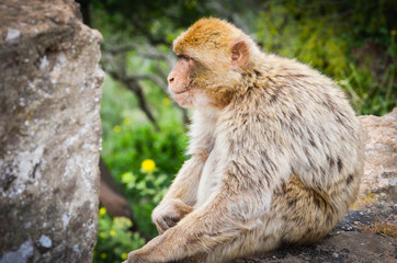 close of view of the gibraltar monkeys