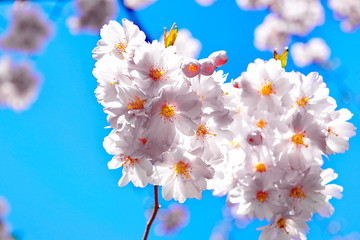 Beatiful blossoming pink sacura cherry tree flowers against blue sky background