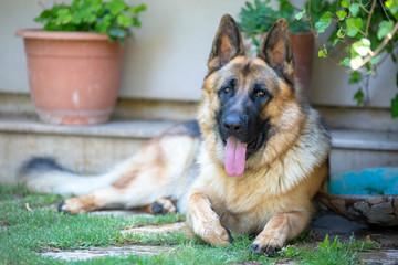 Pet animal; german wolf dog in garden.