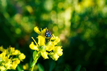 nature,animal,collie,flowers,garden