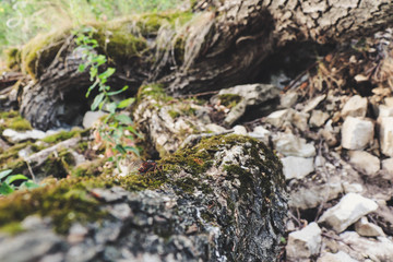 green moss on a stone