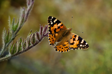 Einzelner Schmetterling auf einer Blüte