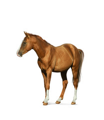 Fototapeta na wymiar Chestnut horse isolated