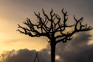 Obraz premium Arbre silhouette
