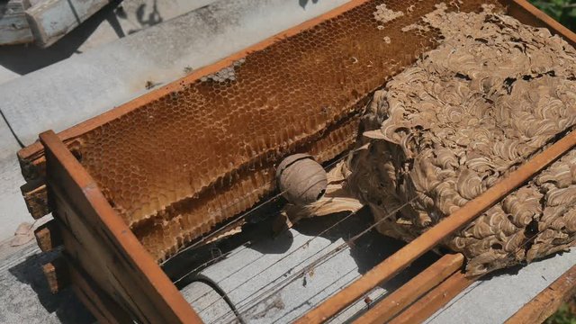 Man parses the nest of wasps. The European hornet Vespa crabro and the wasps nest narrow view. Wasps nest.