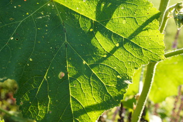 leaf,green,plant,leaves,nature