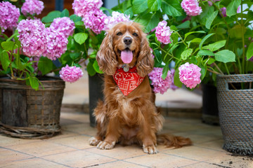 Pet animal; spaniel cocker in the garden