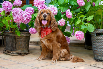 Pet animal; spaniel cocker in the garden