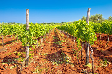 Fototapeta na wymiar Red dirt istrian vineyard and green landscape view