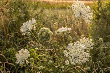 Sunset on Kyiv sea near Dymer village in Ukraine.