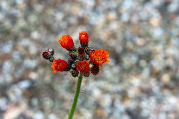 Obraz premium Blume Bokeh