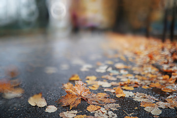 Autumn backgroun rain in the park