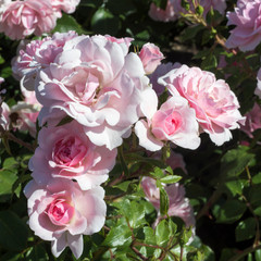 dogrose bush with tender flowers blooming and smells sweet in the summer day