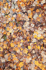 Autumn rain in the park