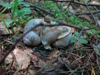 Fototapeta premium Grape snails in the forest