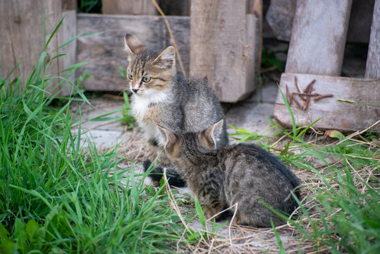 Gray and black kittens play on a good day