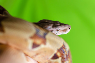 Boa constrictor imperator salmon.  Exotic animals in the human environment. Snake on hand. Constrictor isolated on a green background. 