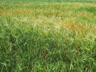 Background of growing rye on the field. Green spikelets of cereals
