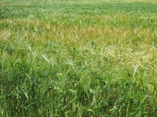 Background of growing rye on the field. Green spikelets of cereals