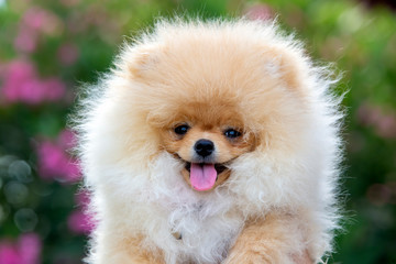 Pet animal; cute pomeranian dog in nature