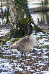 Wild geese in winter on the shore looking for food