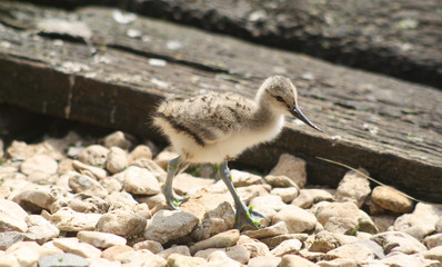 Avocet Chick