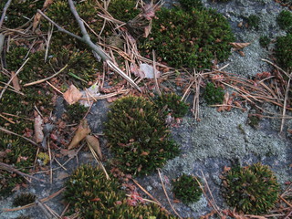 A huge stone lying in the forest in the moss