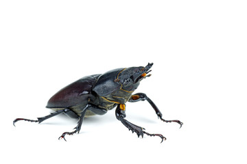 Female stag beetle, Lucanus cervus isolated on white background