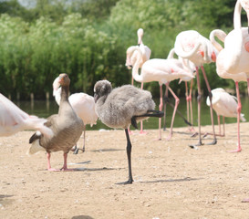 Greater Flamingo Chick