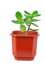 Fototapeta premium Crassula ovata jade plant isolated on white background