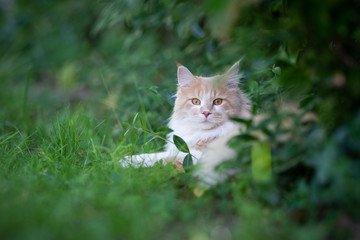 Naklejka na ściany i meble beige white maine coon cat lying on grass surrounded by green plants looking at camera