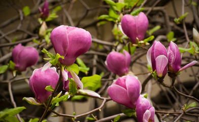 Close-up view of pink blooming magnolia. Beautiful spring bloom for magnolia tulip trees pink flowers.