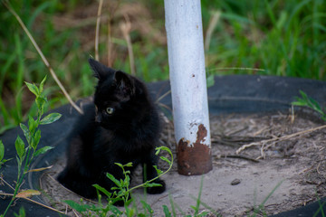 Gray and black kittens play on a good day