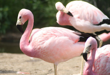 Graceful Andean Flamingo