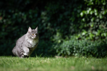 blue tabby maine coon kitten  with white paws running on grass in nature on a sunny day