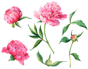 Set of vintage watercolor pink flowers peonies, leaves, branches