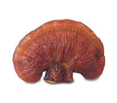 Lingzhi Mushroom Ganoderma Lucidum Isolated on white background