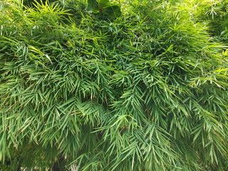 Green Leaves Texture of Bamboo Plant, Green nature background.