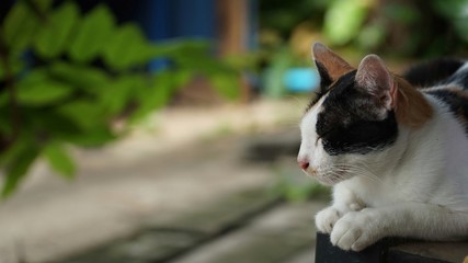 cat in garden