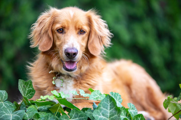 Pet animal; cute dog outdoor. House dog.