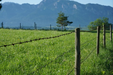 Obraz premium A barbed wire protects the game from walkers in Bavaria